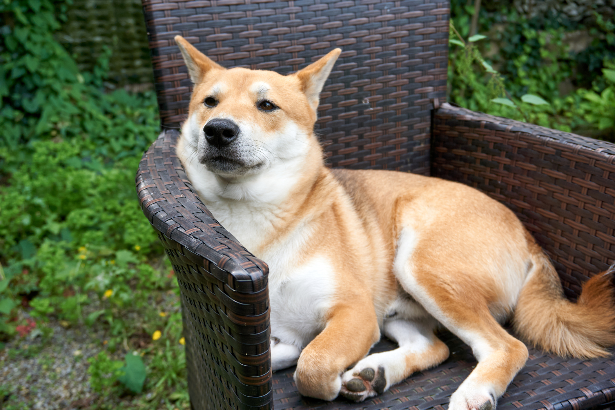DogeCoin Price Skyrockets 7% Despite Crypto Market Downturn