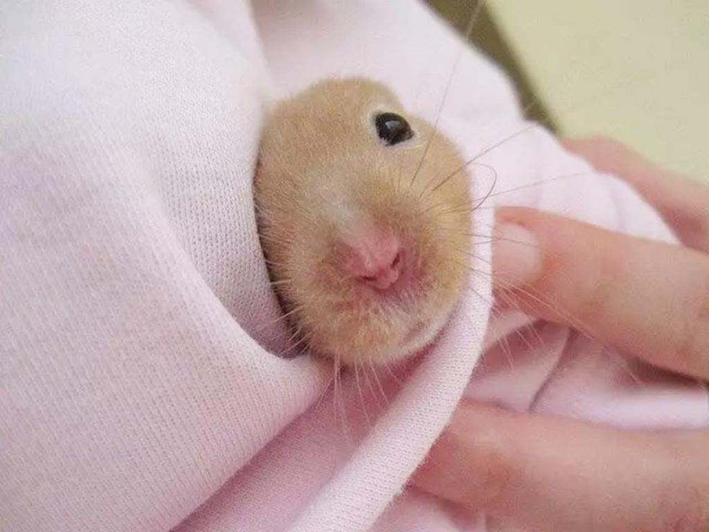 Hamster Kombat