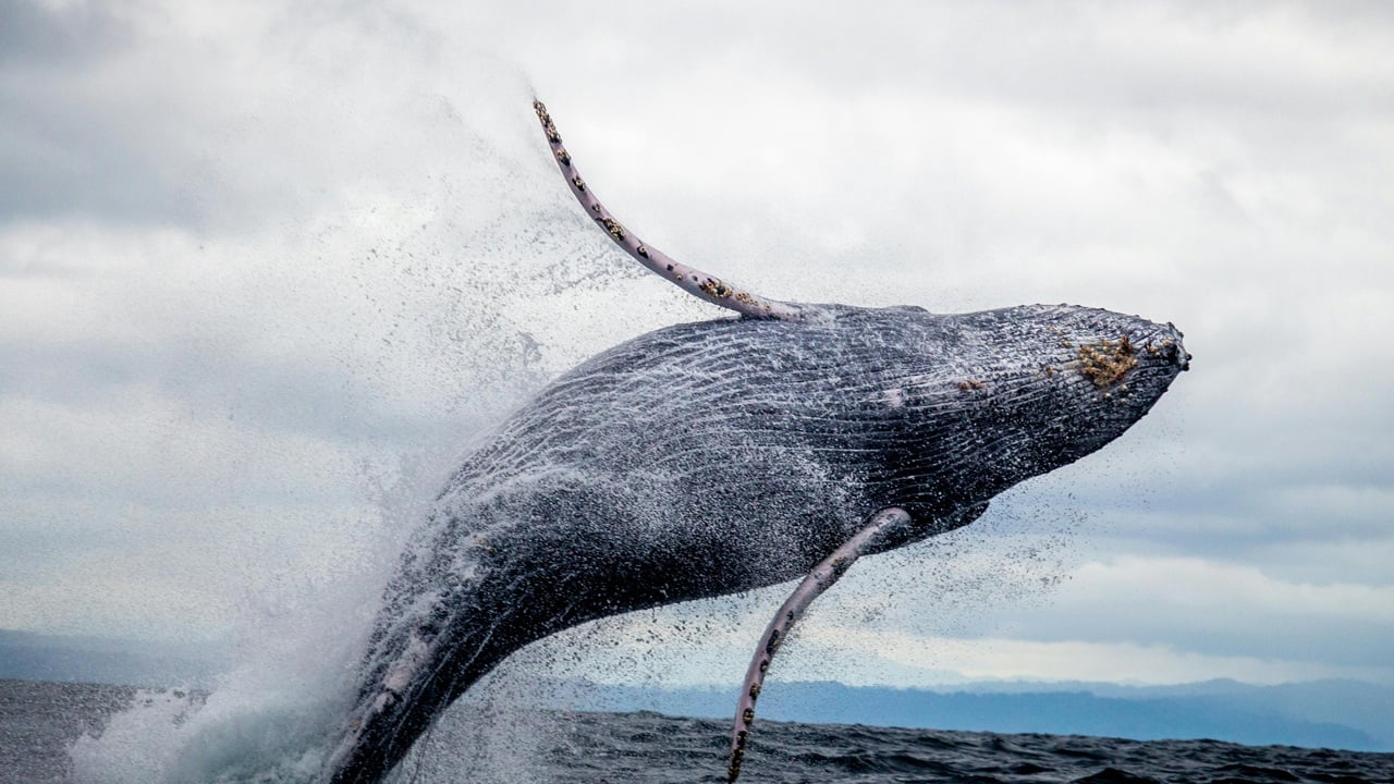 $257M in Dormant Bitcoin Awakens After 11 Years, Whale Movement