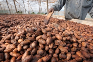 Can Blockchain Traceability Curb Cocoa Smuggling in Ivory Coast?