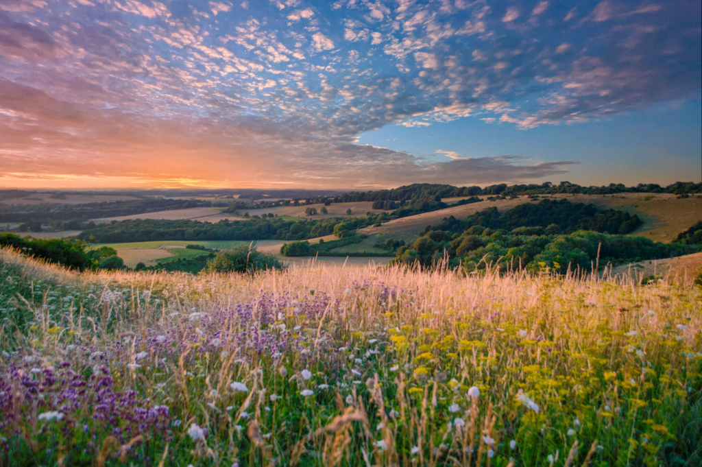 Wild meadow